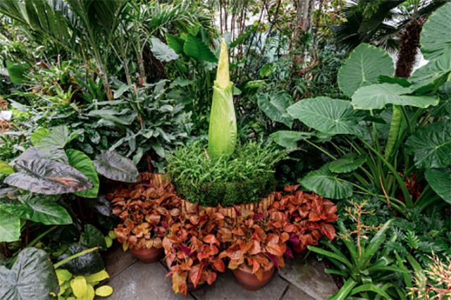 The bud of a corpse flower on display at NYBG. Photographed on June 21, 2019.